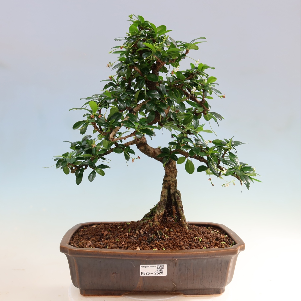 Bonsaï de chambre - Carmona macrophylla - Tea fuki
