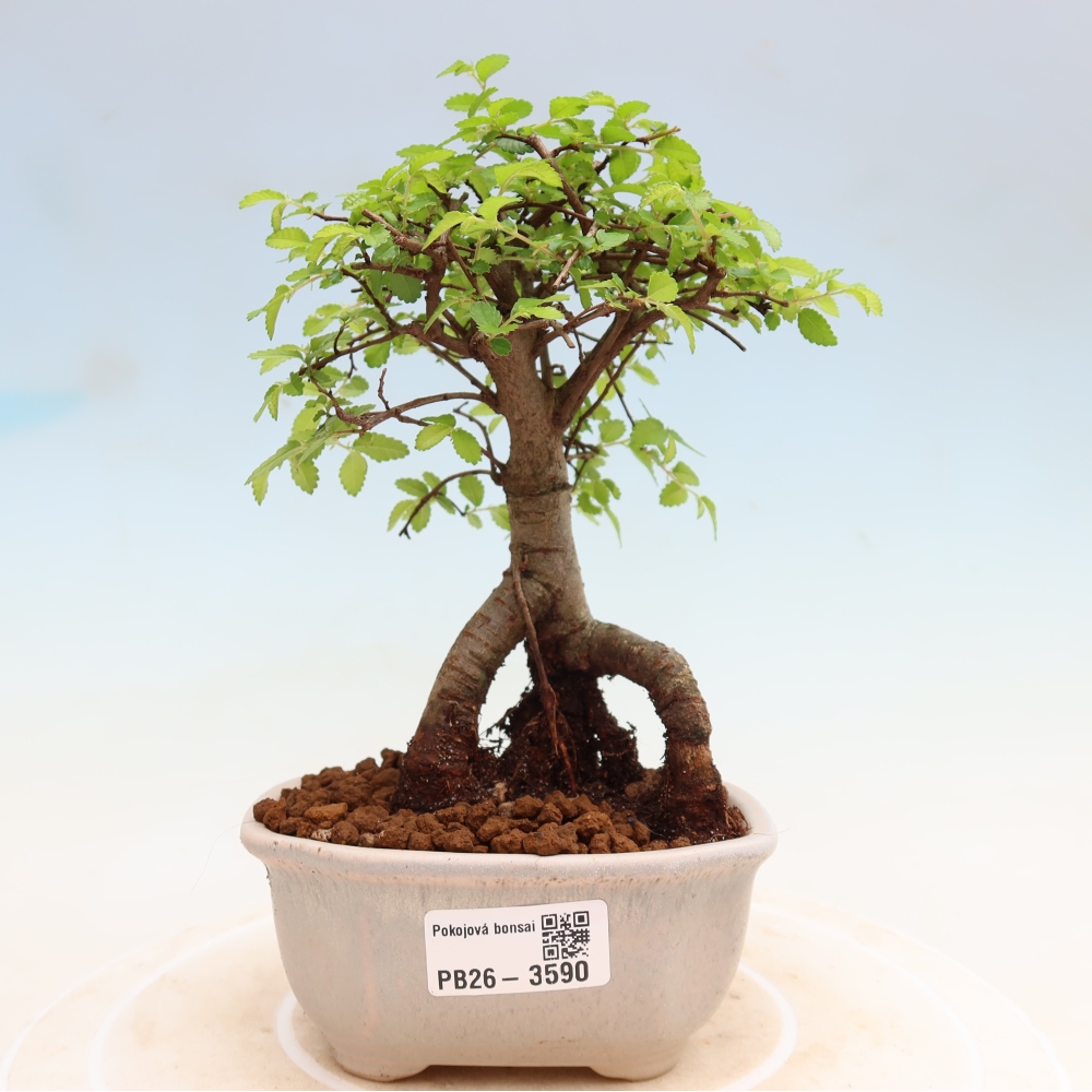 Bonsaï de chambre - Ulmus parvifolia - Orme à petites feuilles