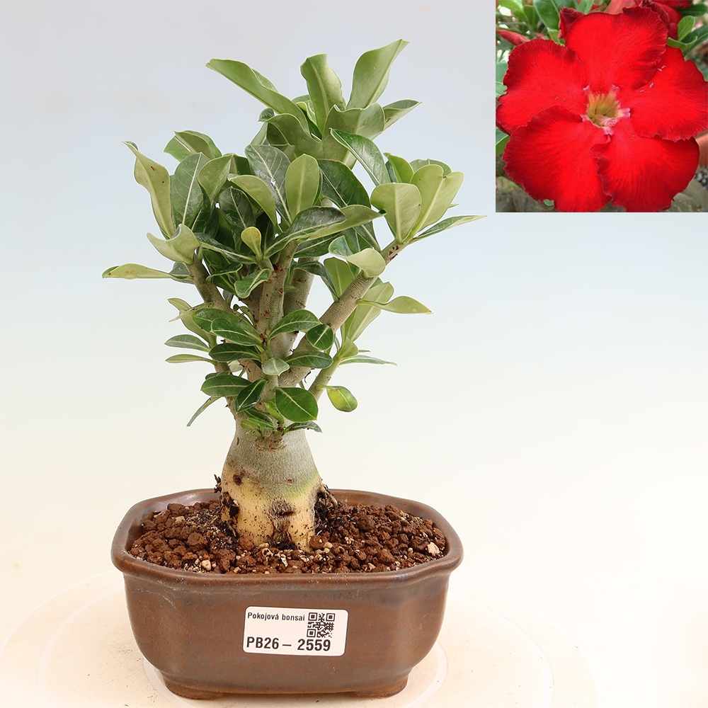 Bonsaï d'intérieur - Adenium obesum Red Star - Rose du désert