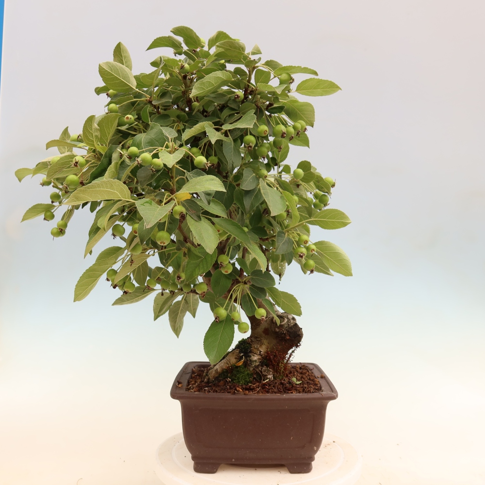 Bonsaï d'extérieur -Malus halliana - Pommier à petits fruits