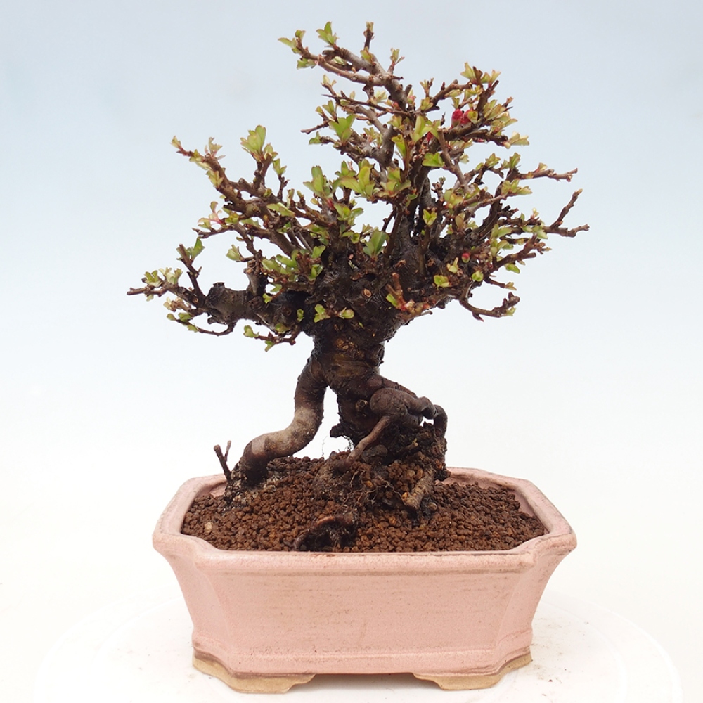 Bonsaï d'extérieur - Chaneomeles speciosa - Coing