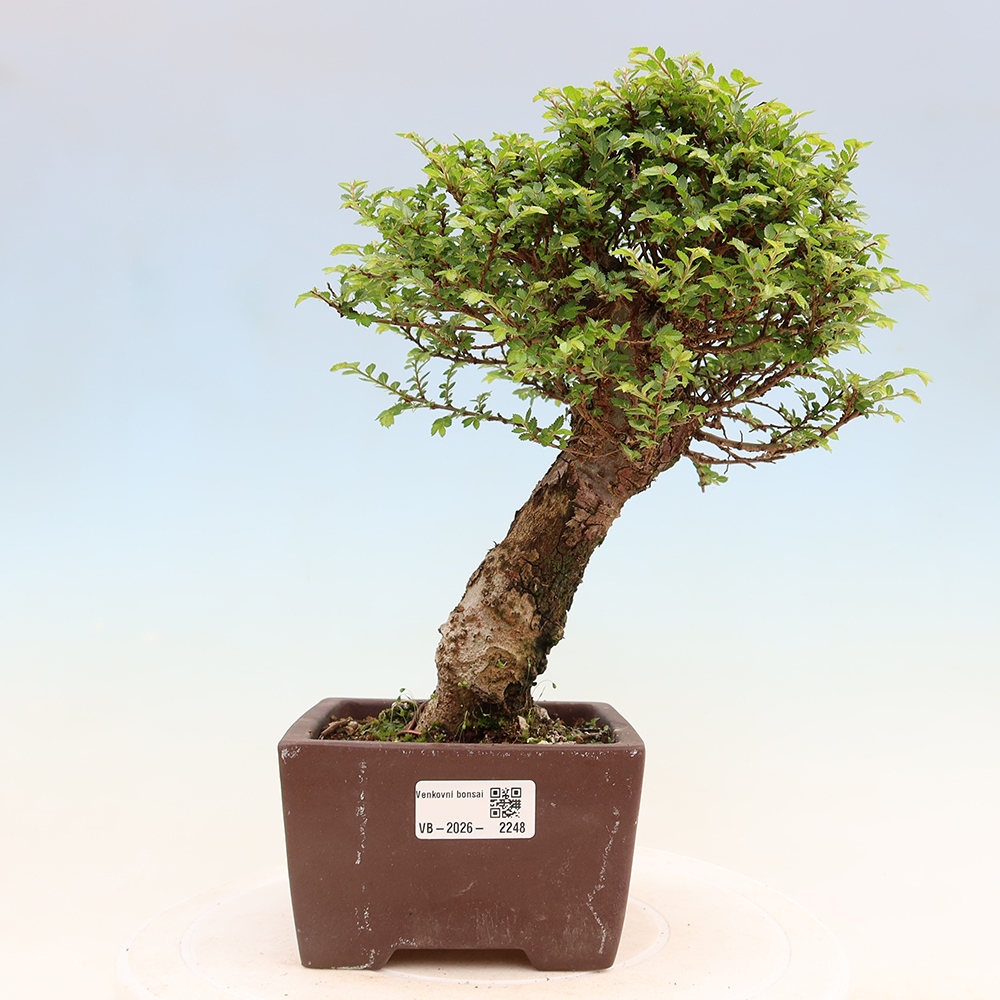 Bonsaï d'extérieur - Ulmus parvifolia Sagei - Orme à petites feuilles