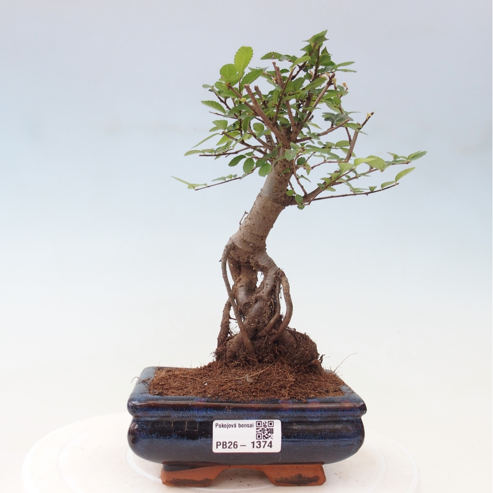 Bonsaï de chambre - Ulmus parvifolia - Orme à petites feuilles