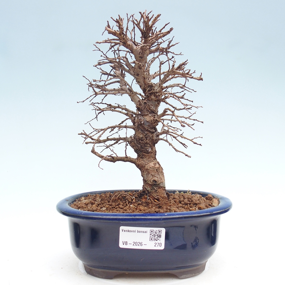 Bonsaï d'extérieur - Zelkova - Zelkova NIRE