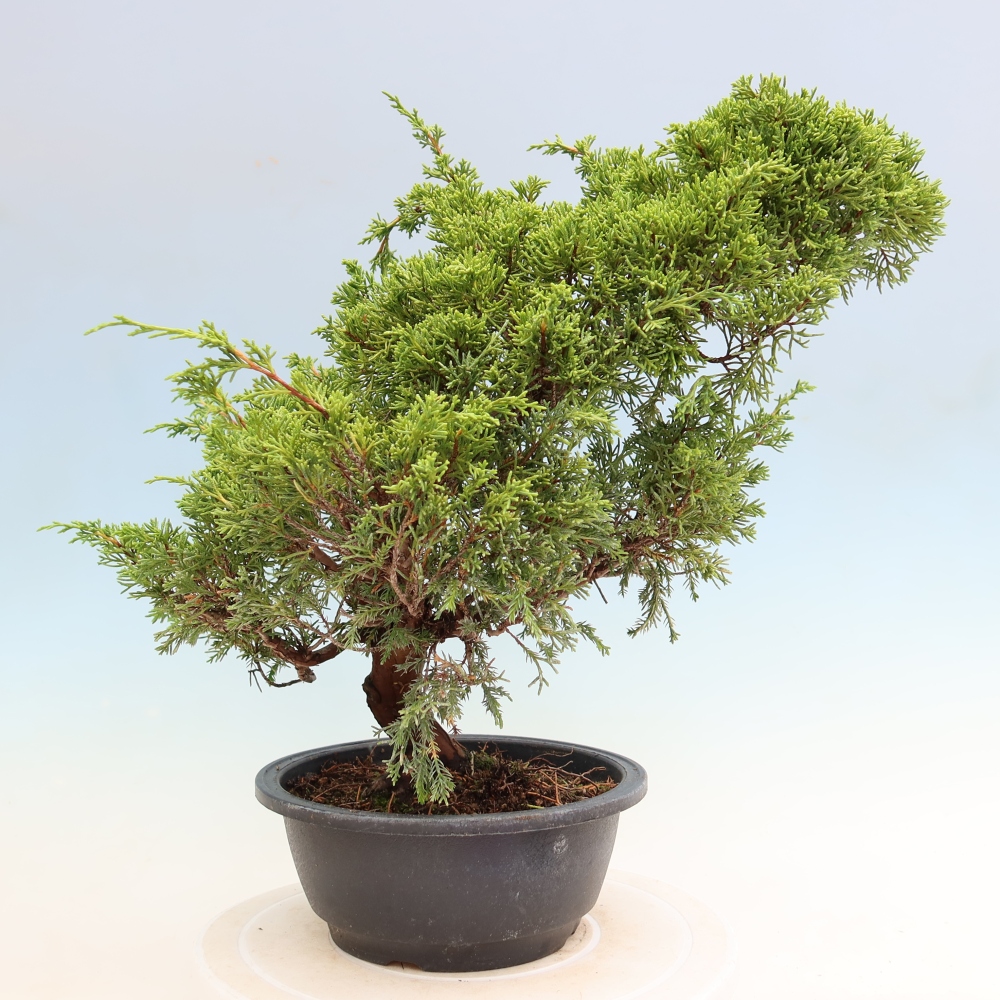 Bonsaï d'extérieur - Juniperus chinensis Itoigawa-Juniperus chinensis