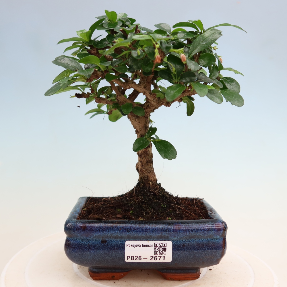 Bonsaï de chambre - Carmona macrophylla - Tea fuki