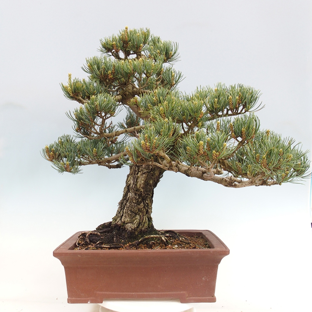 Bonsaï d'extérieur - Pinus parviflora - Pinus parviflora