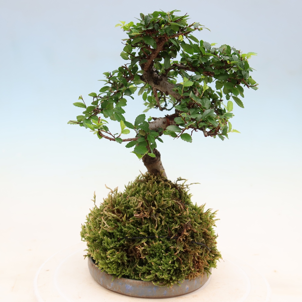 Kokedama avec soucoupe - Ulmus parvifolia - orme à petites feuilles