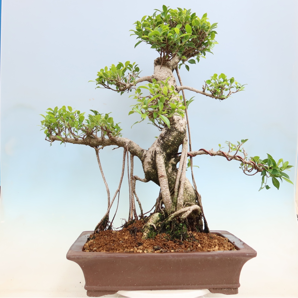 Salle bonsaï - Ficus kimmen - ficus à petites feuilles