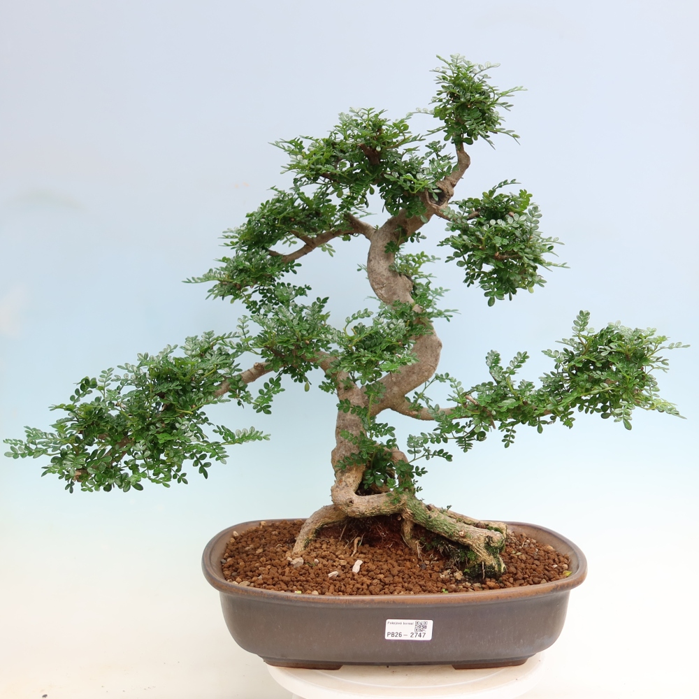 Salle bonsaï - Zantoxylum piperitum - arbre à poivre