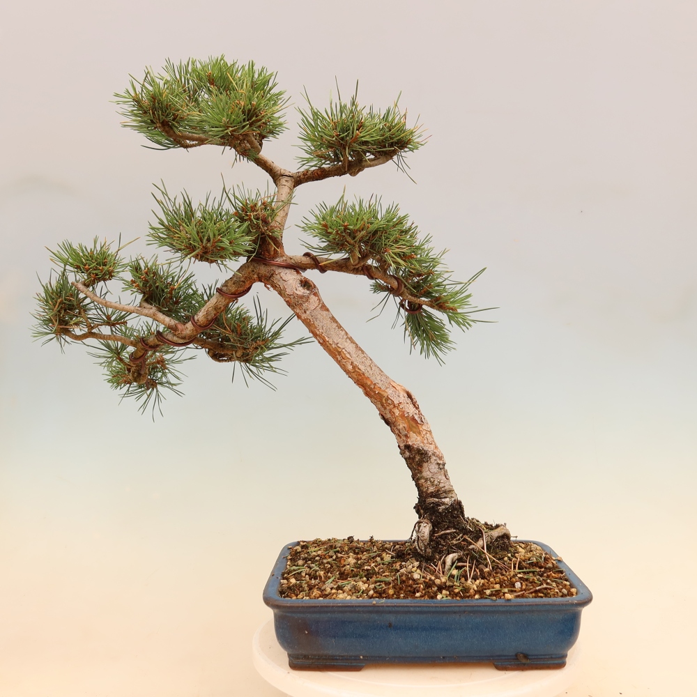 Bonsaï d'extérieur - Pinus Sylvestris Watererri - Pin sylvestre