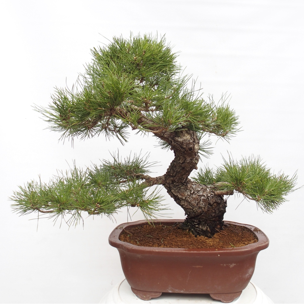 Bonsaï d'extérieur - Pinus thunbergii - Pin de Thunberg