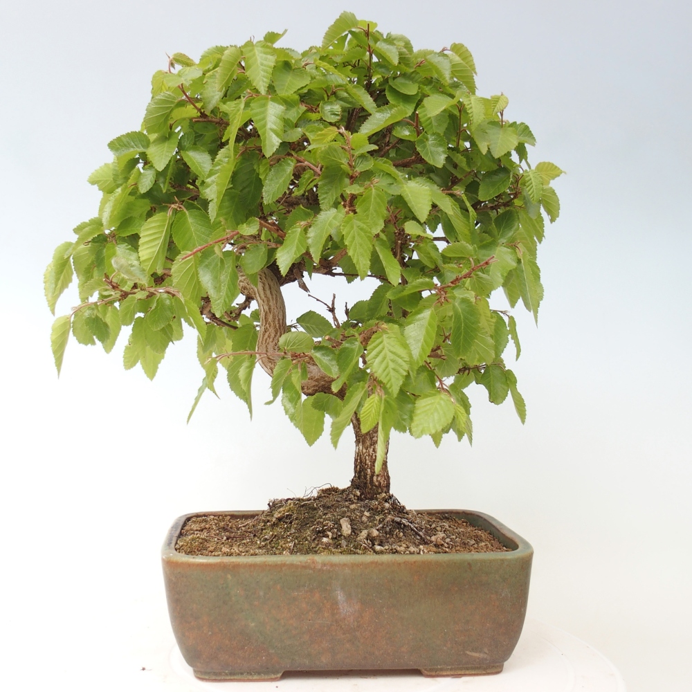 Bonsaï d'extérieur -Carpinus CARPINOIDES - Charme de Corée