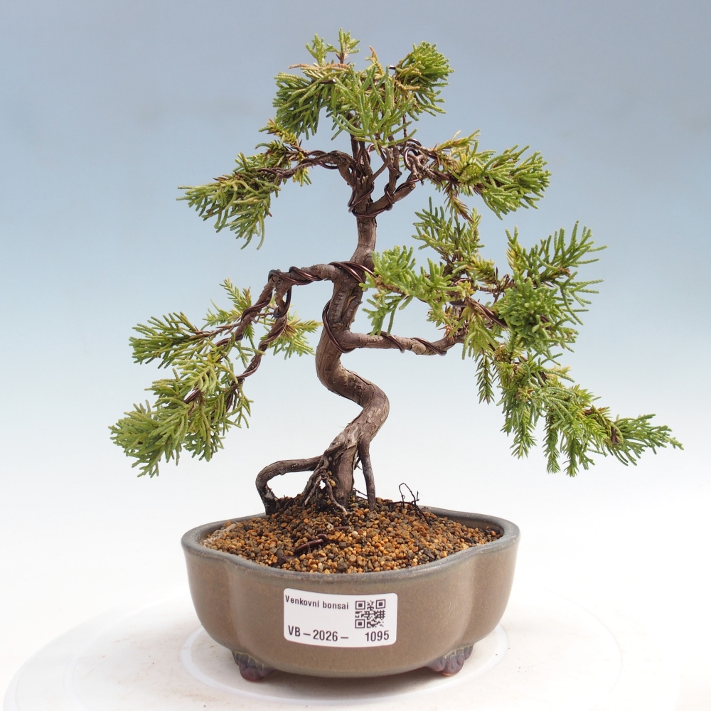 Bonsaï d'extérieur - Juniperus chinensis Kishu