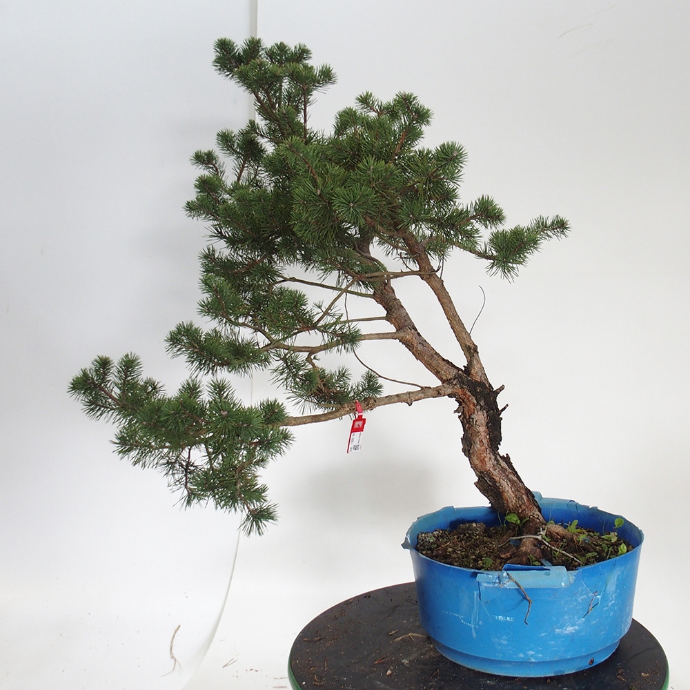 Yamadori - Pinus sylvestris Espagne