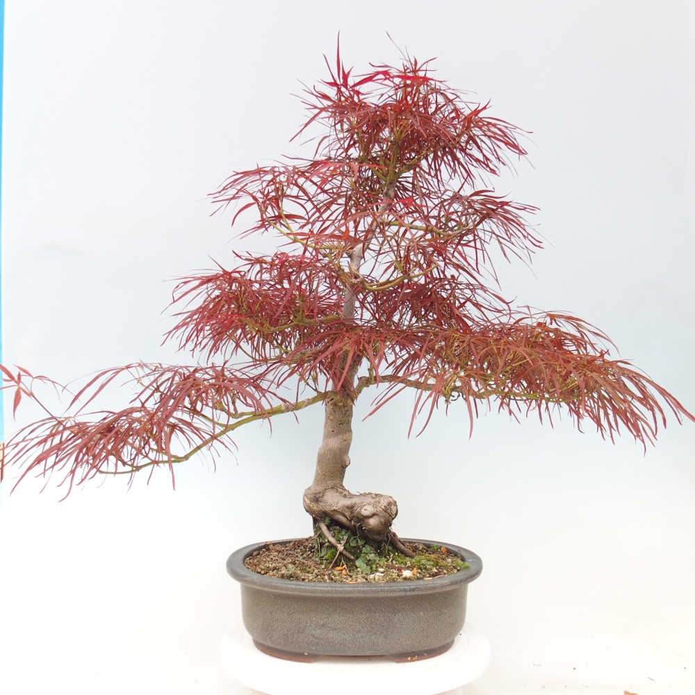 Bonsaï d'extérieur - Acer palmatum RED PYGMY