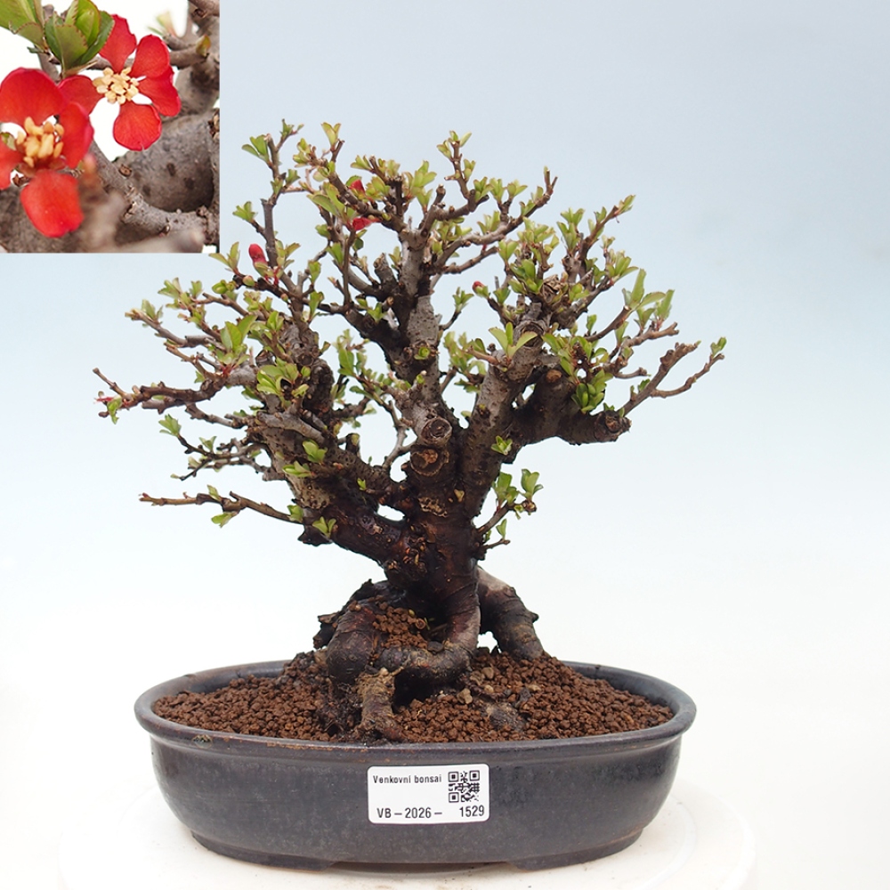 Bonsaï d'extérieur - Chaneomeles speciosa - Coing