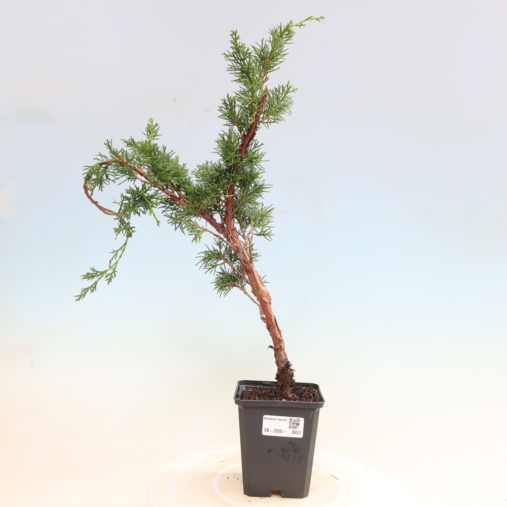 Bonsaï d'extérieur - Juniperus chinensis Kishu