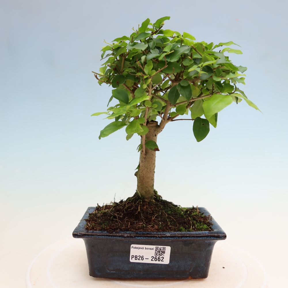Bonsaï de chambre -Ligustrum chinensis - Bec d'oiseau
