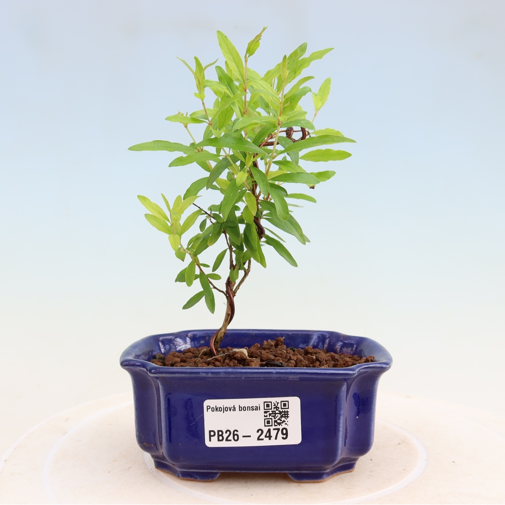 Bonsaï de chambre-PUNICA granatum nana-Pomme grenat