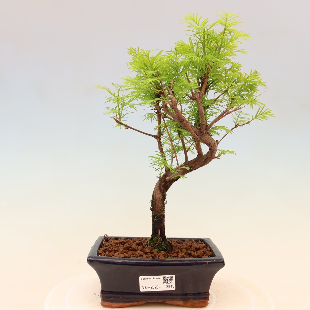 Bonsaï d'extérieur - Metasequoia glyptostroboides - Metasequoia chinois