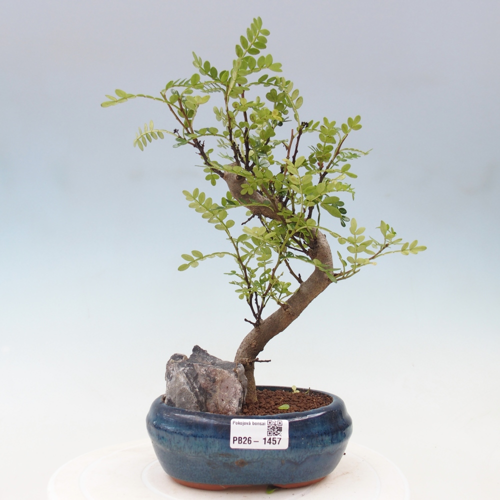 Salle bonsaï - Zantoxylum piperitum - arbre à poivre