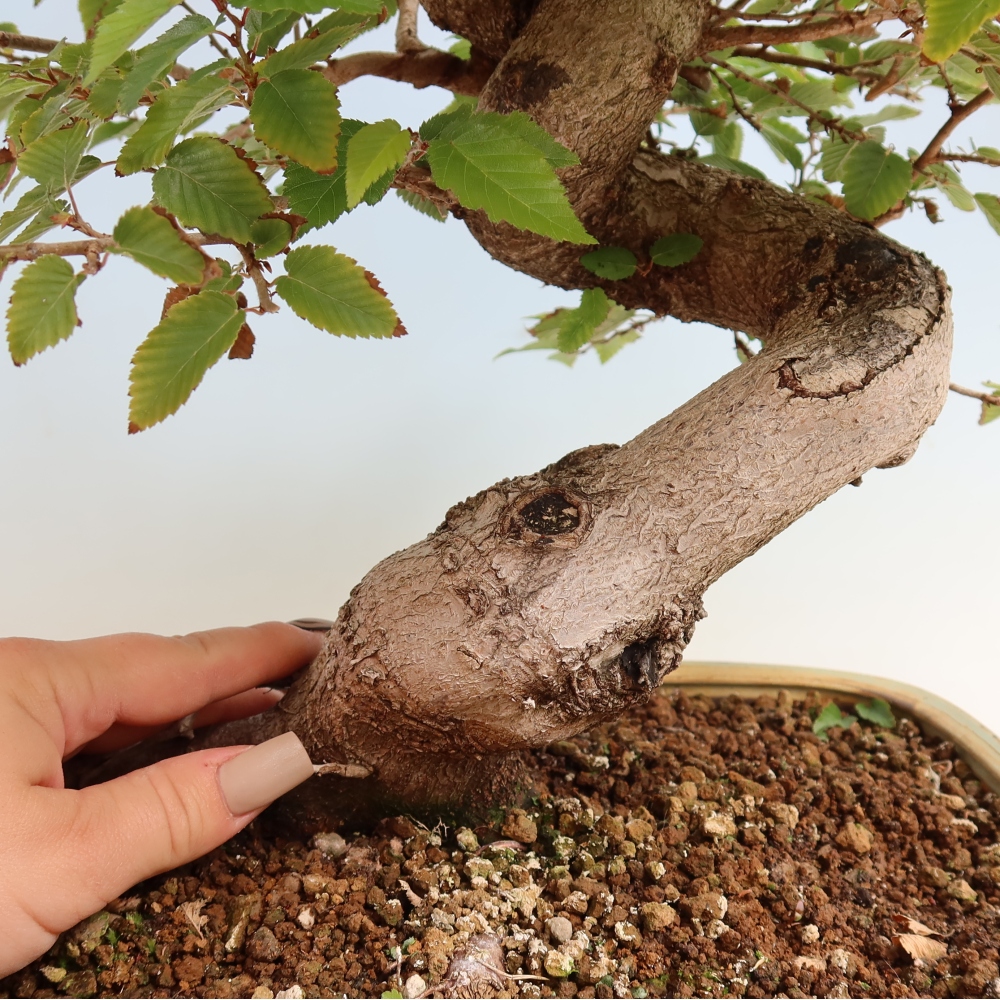 Bonsaï d'extérieur -Carpinus CARPINOIDES - Charme de Corée