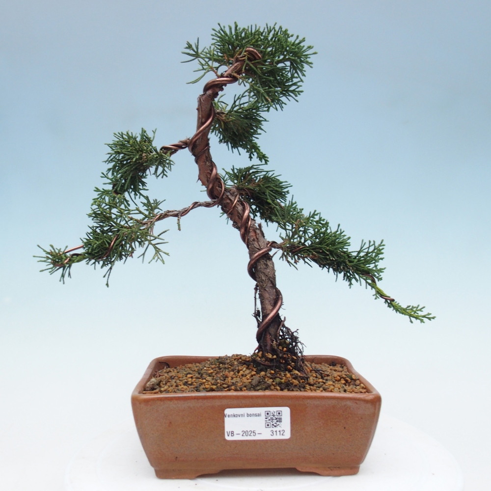 Bonsaï d'extérieur - Juniperus chinensis Kishu