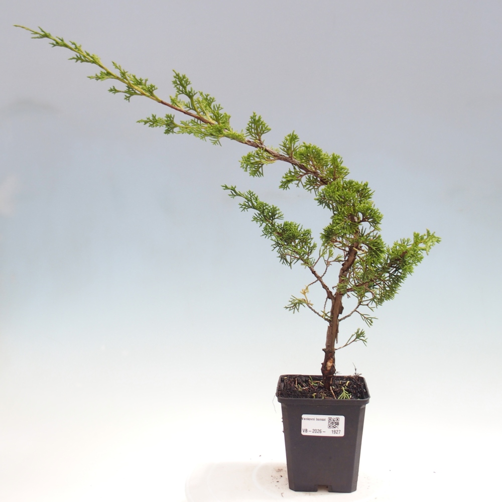 Bonsaï d'extérieur - Juniperus chinensis Itoigawa