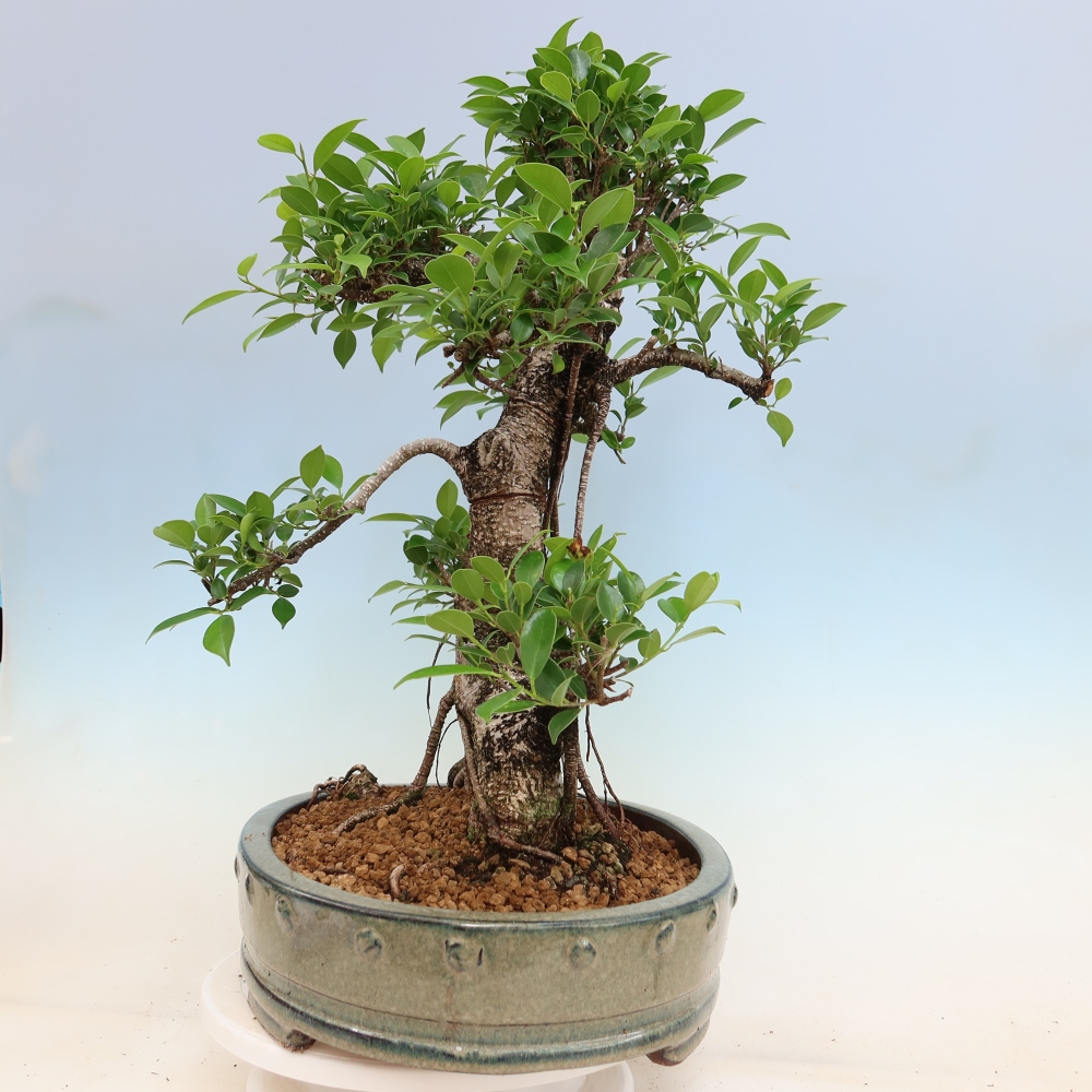 Salle bonsaï - Ficus kimmen - ficus à petites feuilles