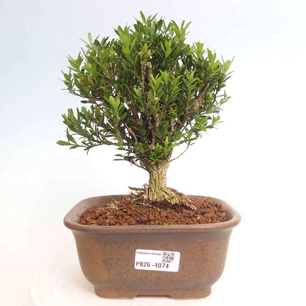 Bonsaï de chambre - Buxus harlandii - buxus liège