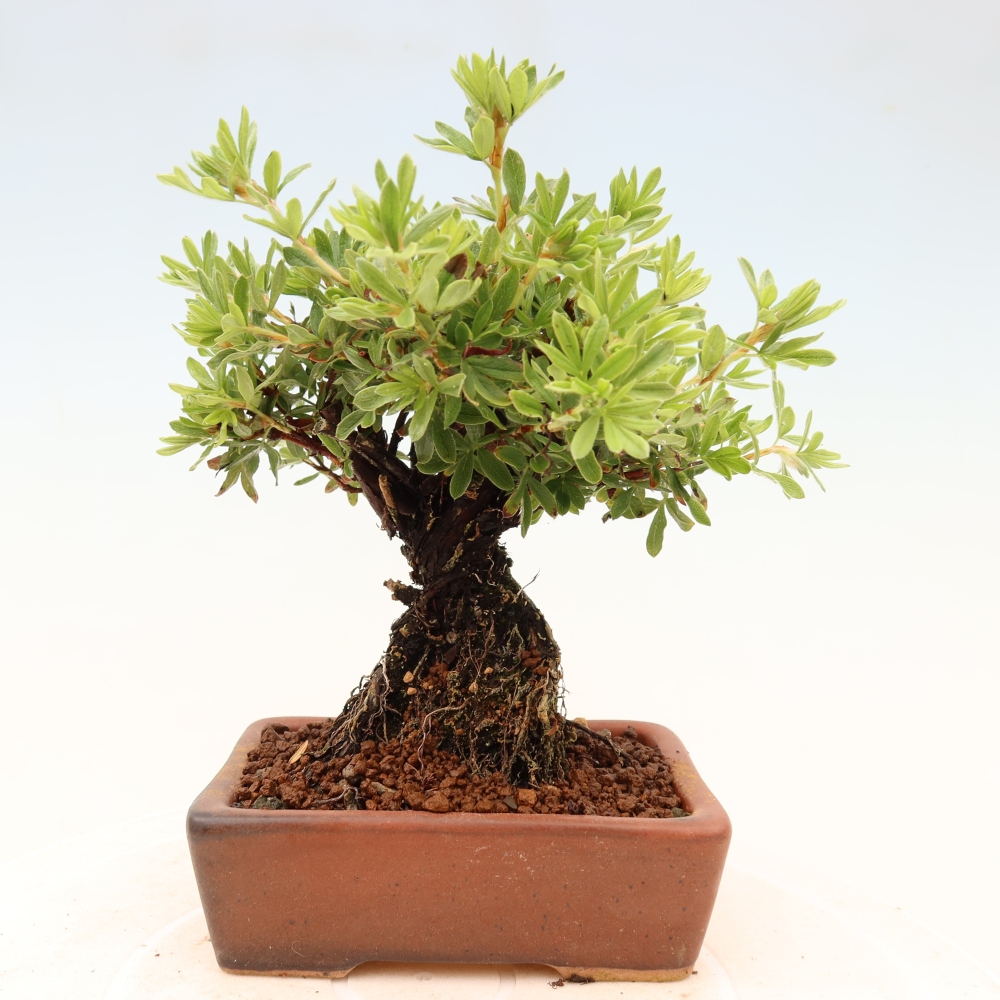 Bonsaï d'extérieur - Potentila fruticosa