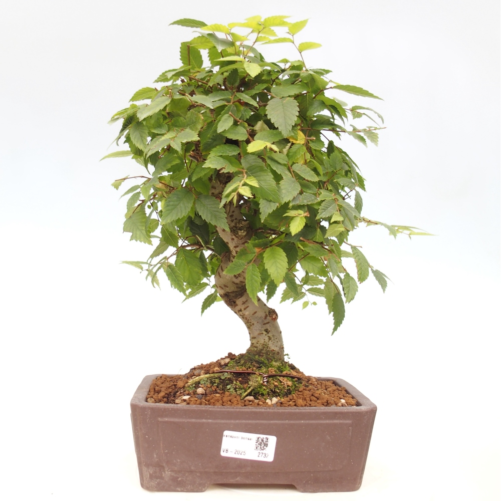 Bonsaï d'extérieur - Zelkova - Zelkova NIRE