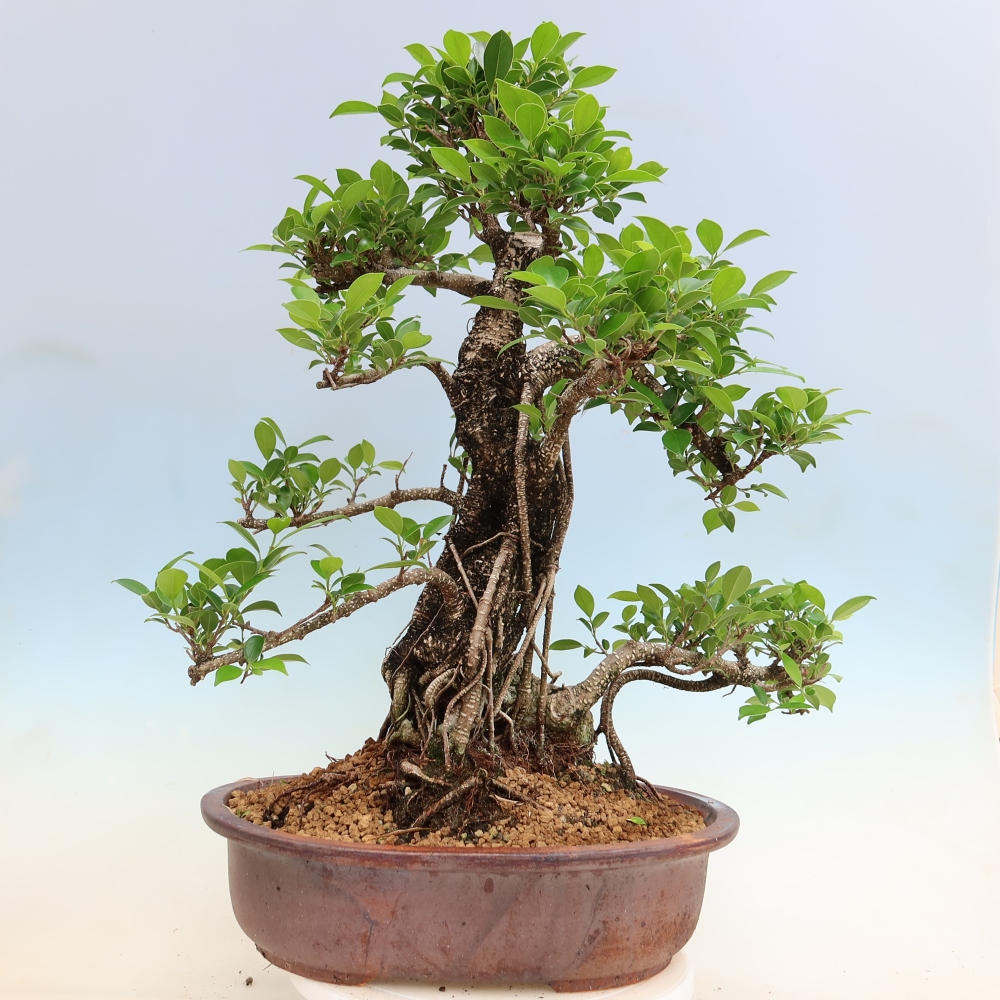 Salle bonsaï - Ficus kimmen - ficus à petites feuilles
