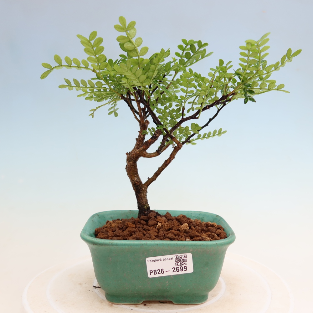Salle bonsaï - Zantoxylum piperitum - arbre à poivre