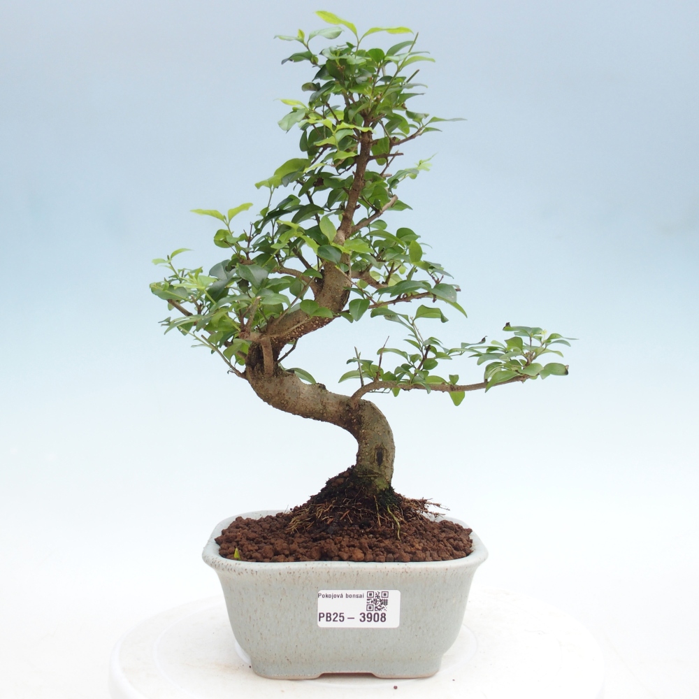 Bonsaï de chambre -Ligustrum chinensis - Bec d'oiseau