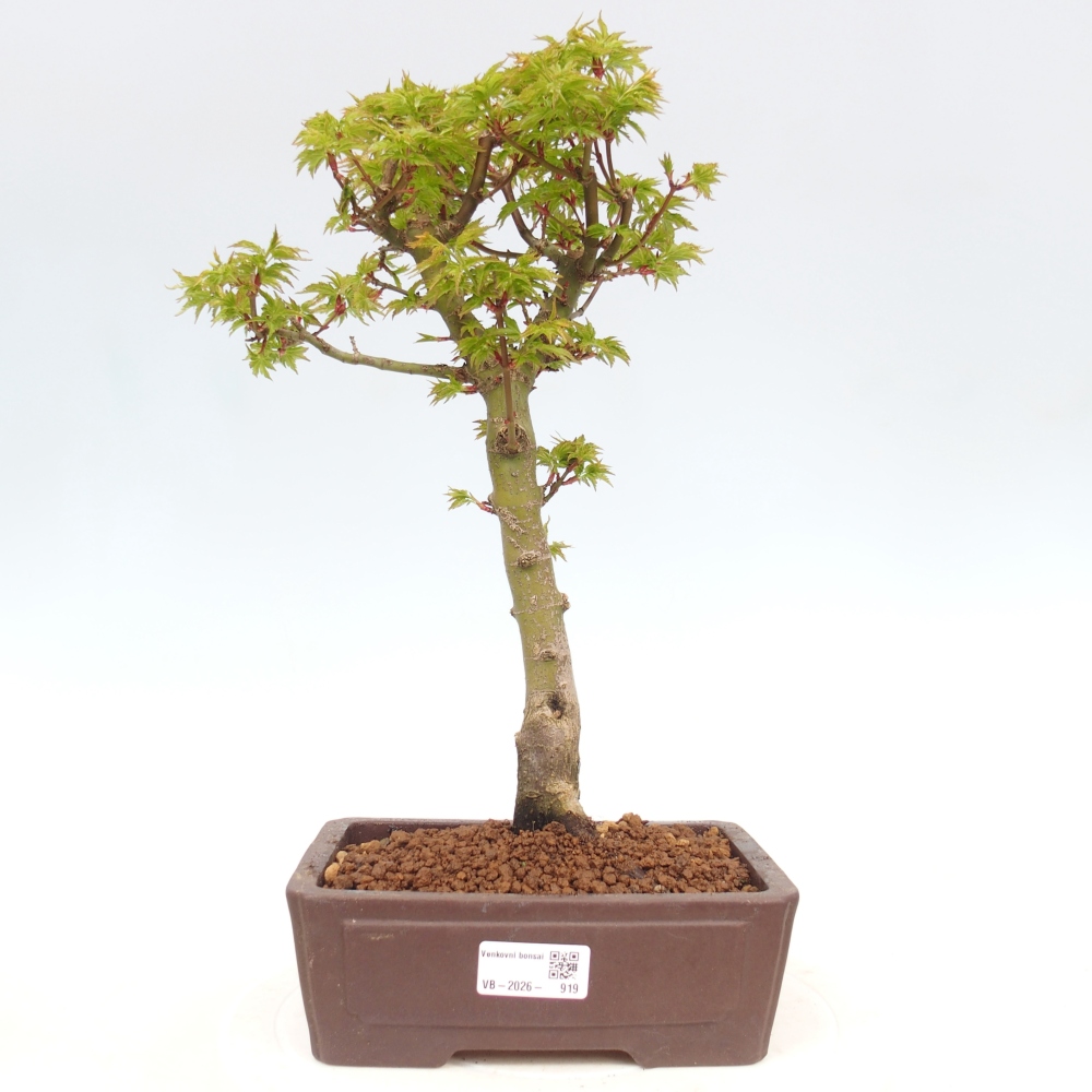 Bonsaï d'extérieur -Javor palm Acer palmatum Shishigashira