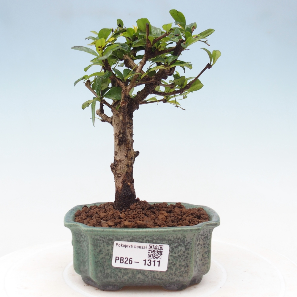 Bonsaï de chambre - Carmona macrophylla - Tea fuki