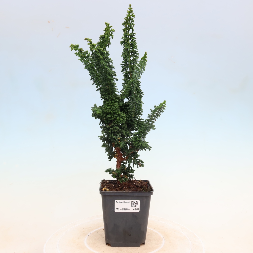 Bonsaï d'extérieur - Cham. obtusa SEKKA HINOKI - Cyprès