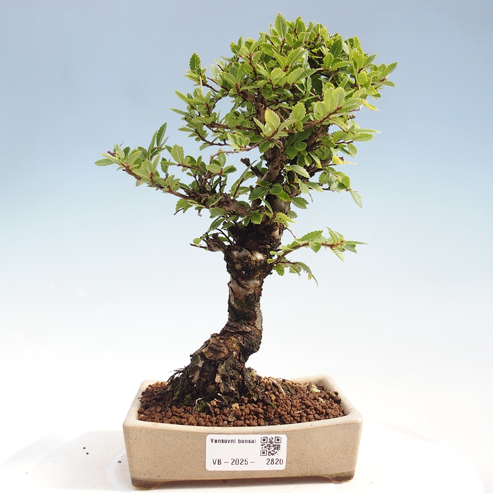Bonsaï d'extérieur - Zelkova - Zelkova NIRE