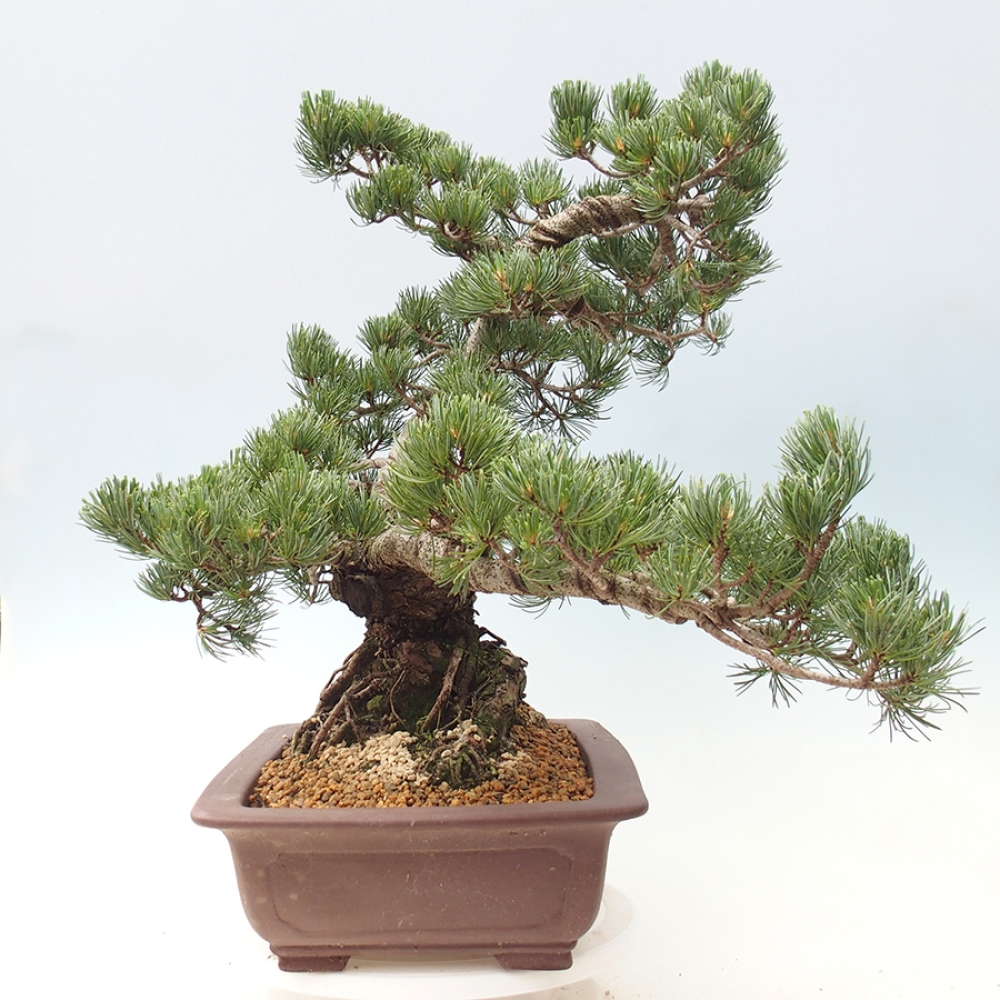 Bonsaï d'extérieur - Pinus parviflora - Pinus parviflora