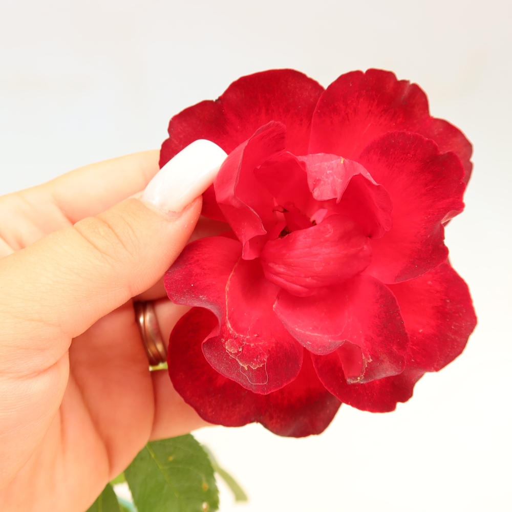 Bonsaï d'extérieur - Rosa Kordes - rose