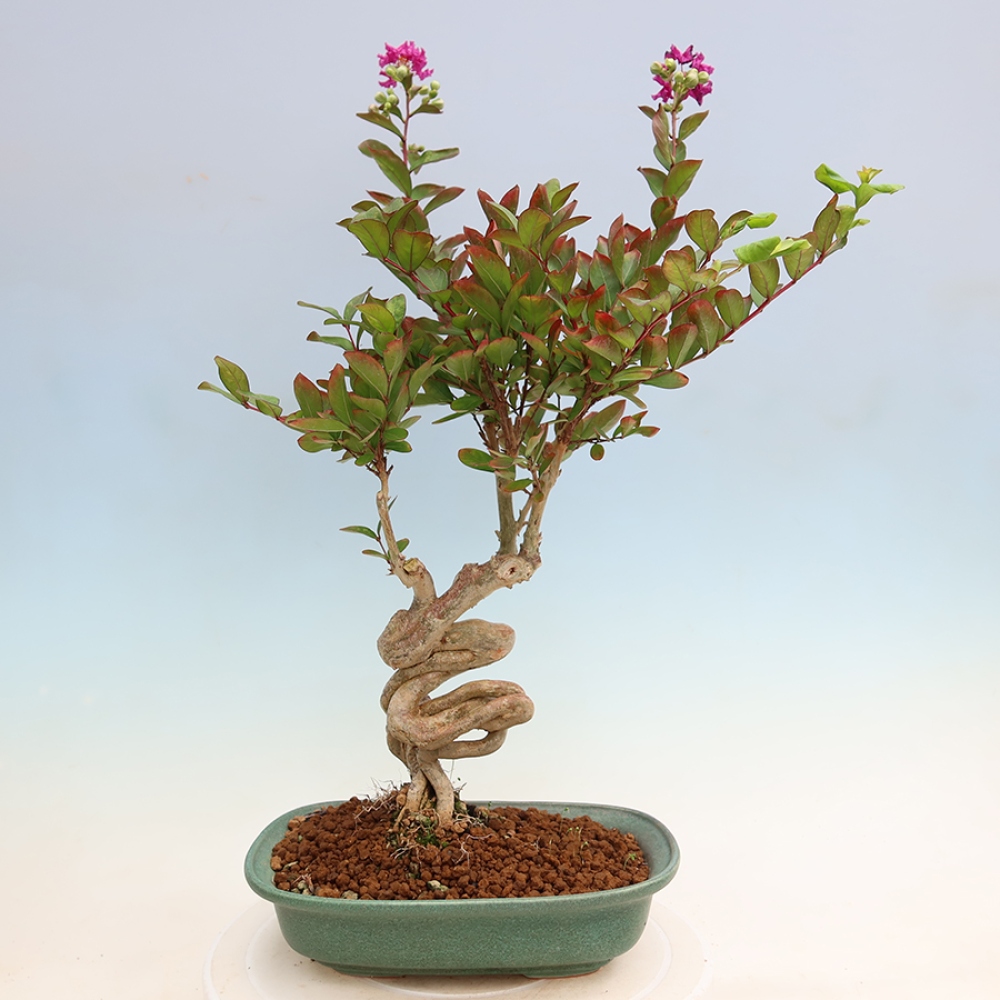 Bonsaï d'intérieur - Lagerstroemia indica - lilas indien