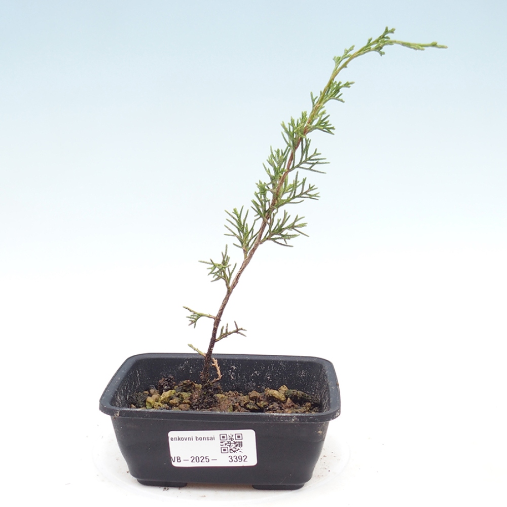 Bonsaï d'extérieur - Juniperus chinensis Itoigawa