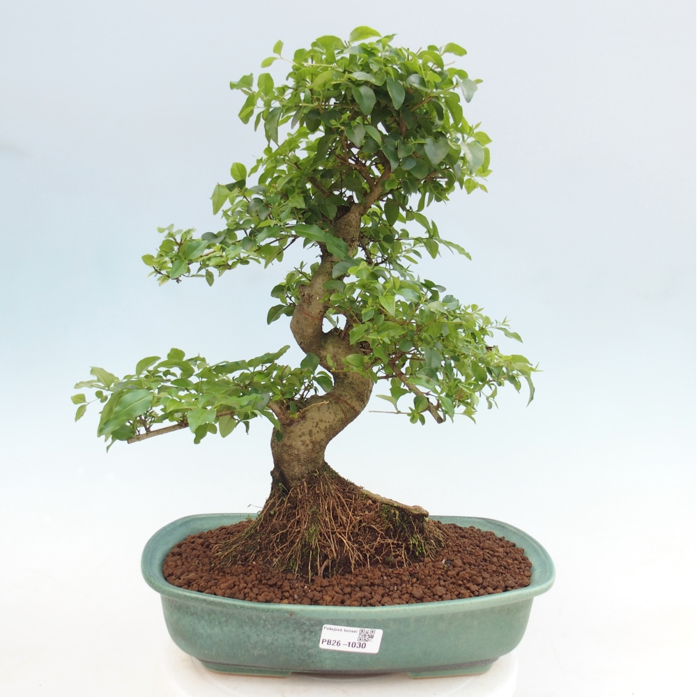 Bonsaï de chambre -Ligustrum chinensis - Bec d'oiseau