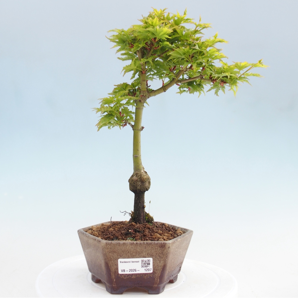 Bonsaï d'extérieur -Javor palm Acer palmatum Shishigashira