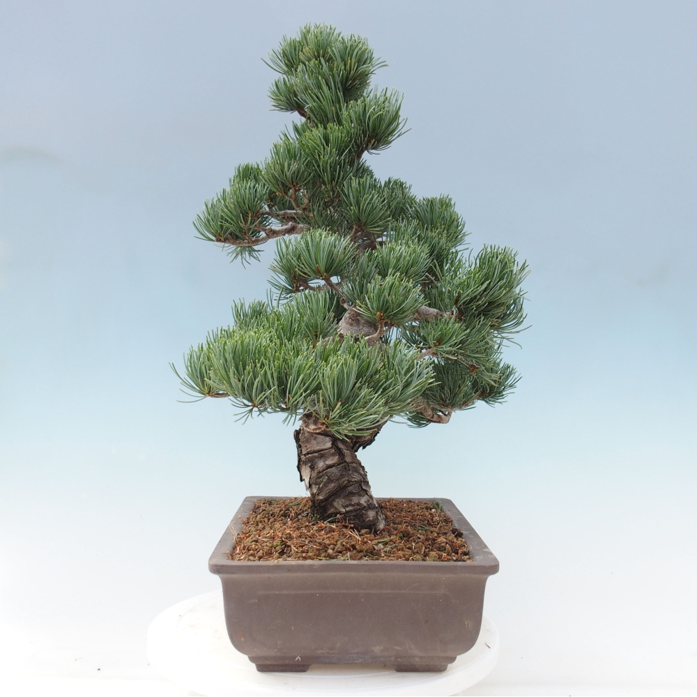 Bonsaï d'extérieur - Pinus parviflora - Pinus parviflora