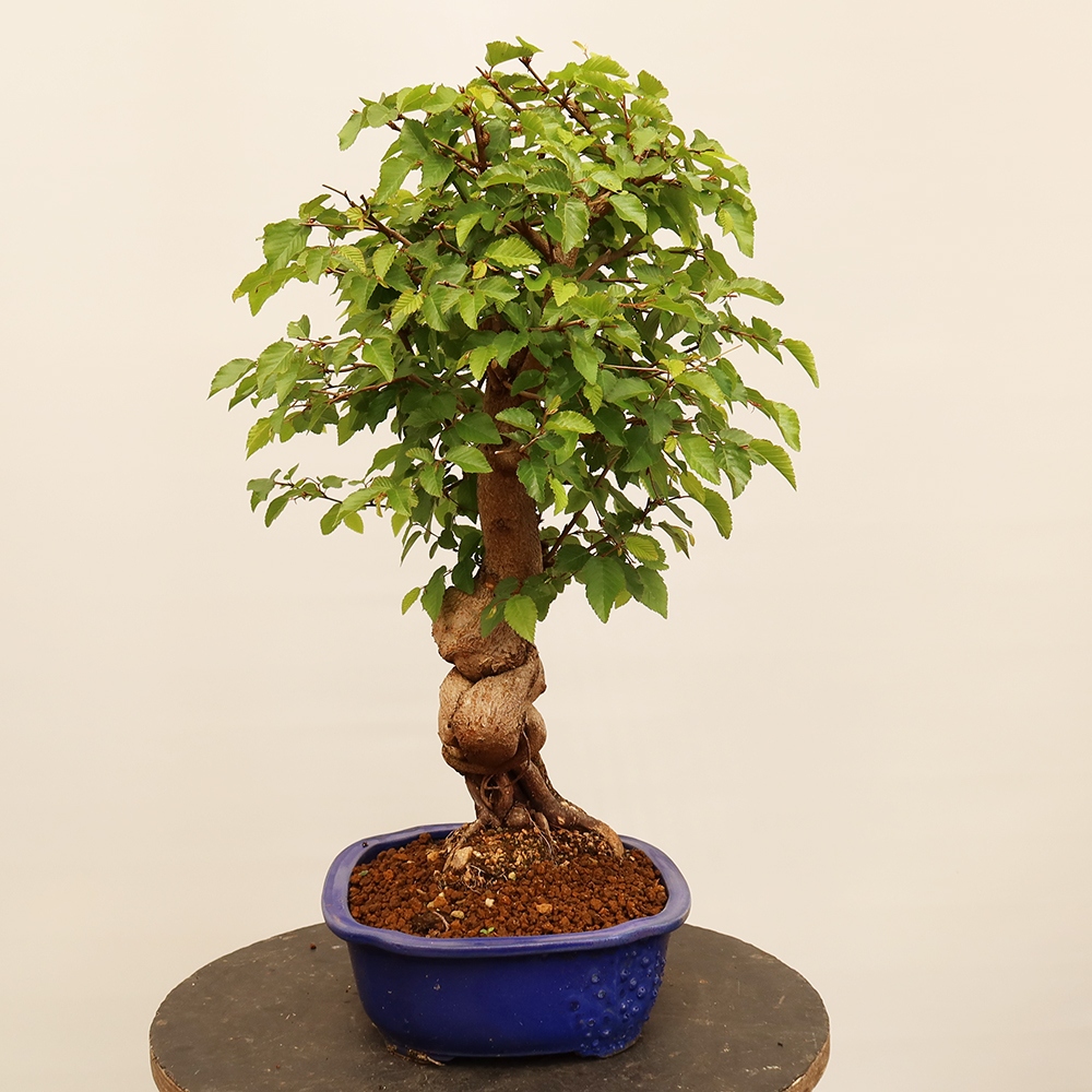 Bonsaï d'extérieur -Carpinus Coreana - Charme de Corée