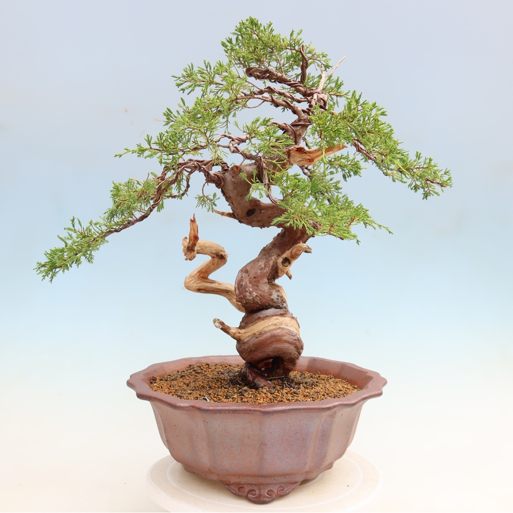 Bonsaï d'extérieur - Juniperus chinensis Itoigawa-Juniperus chinensis
