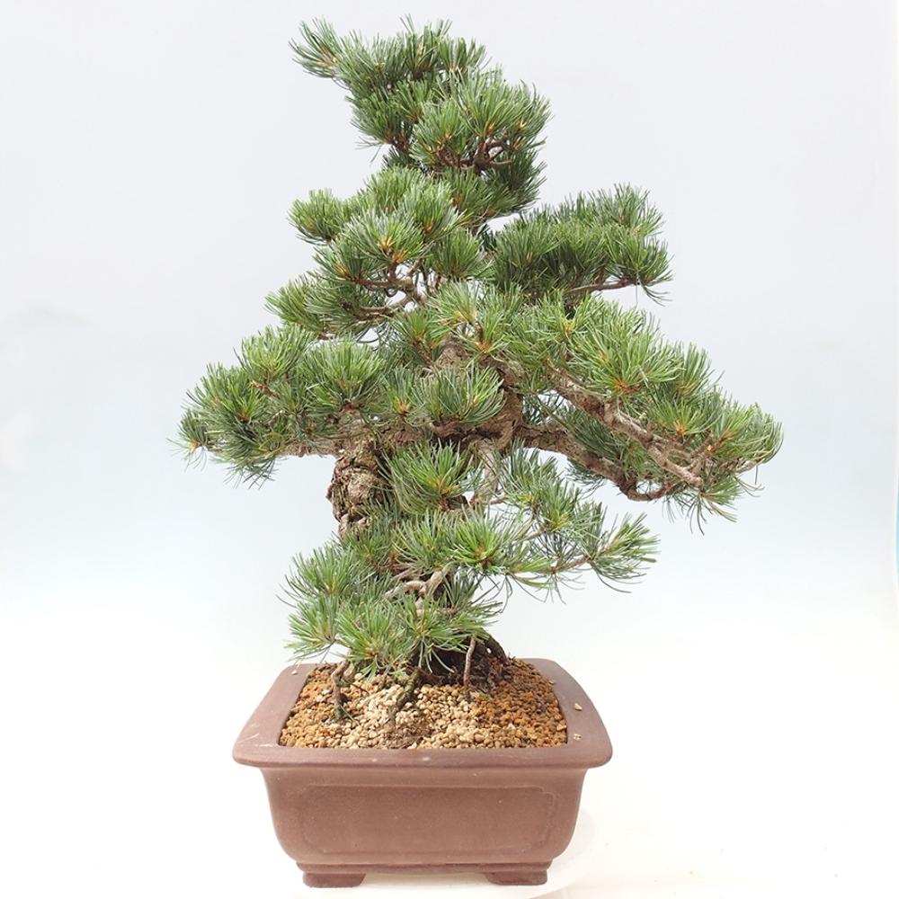Bonsaï d'extérieur - Pinus parviflora - Pinus parviflora